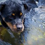 interesting_facts_about_rottweiler2