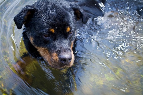 interesting_facts_about_rottweiler2