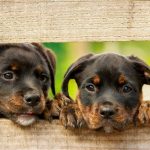 interesting_facts_about_rottweiler3