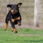 interesting_facts_about_rottweiler4