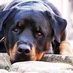 interesting_facts_about_rottweiler5