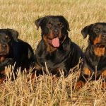 interesting_facts_about_rottweiler6