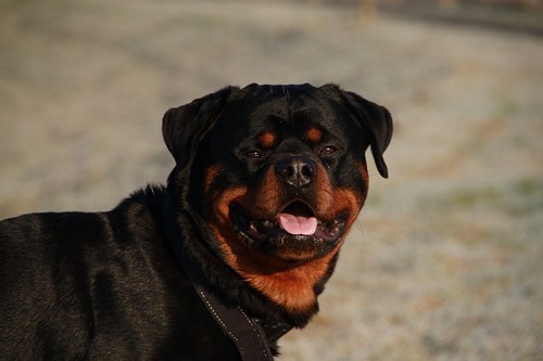 interesting_facts_about_rottweiler8-ap