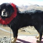 interesting_facts_about_tibetan_mastiff6