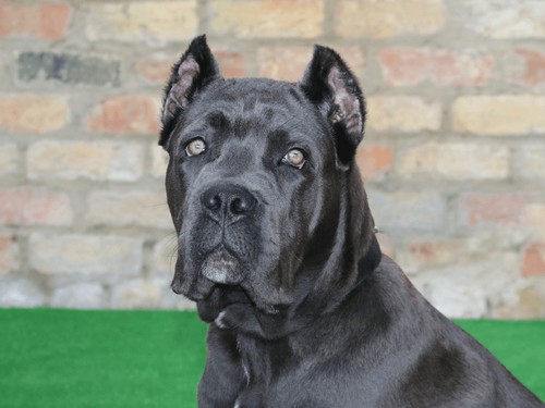 interesting_facts_about_cane_corso_dog1-ap