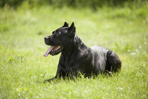 interesting_facts_about_cane_corso_dog2