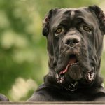 interesting_facts_about_cane_corso_dog4