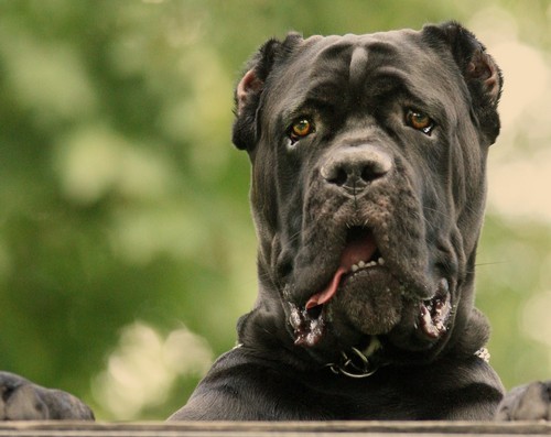 interesting_facts_about_cane_corso_dog4