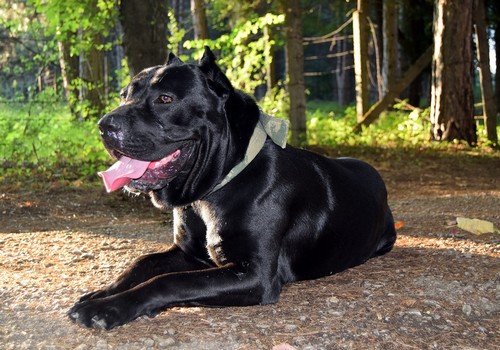 interesting_facts_about_cane_corso_dog5