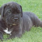 interesting_facts_about_cane_corso_dog6