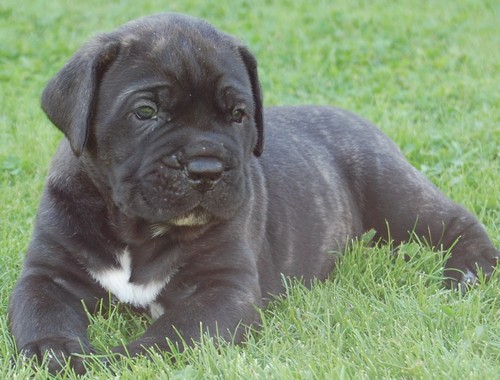 interesting_facts_about_cane_corso_dog6