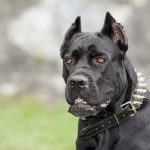 interesting_facts_about_cane_corso_dog7