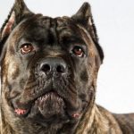 interesting_facts_about_cane_corso_dog8